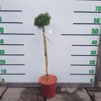 Jedľa kórejská (Abies koreana) ‘KRISTALLKUGEL’ - výška 50-60 cm, kont. C3L - NA KMIENKU
